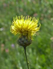 Centaurea orientalis