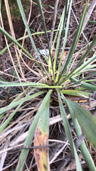 Yucca arkansana