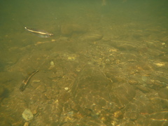 Luxilus chrysocephalus