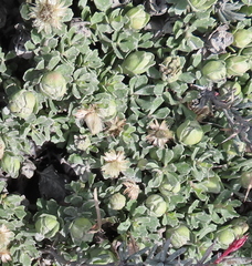 Baccharis magellanica