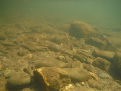 Micropterus coosae