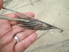 Ehrharta villosa