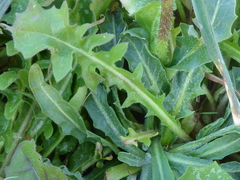 Crepis sancta