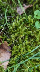 Rhytidiadelphus squarrosus