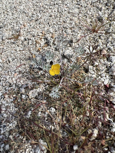 iNaturalist observation photo of Little Gold Poppy