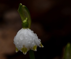 Leucojum vernum