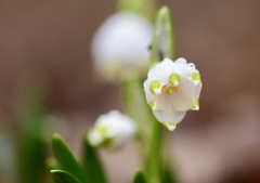 Leucojum vernum