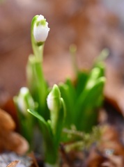 Leucojum vernum