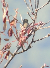 Leiothlypis virginiae