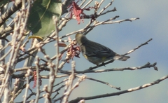 Leiothlypis virginiae