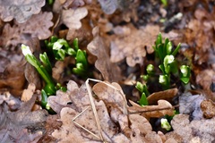 Leucojum vernum