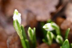 Leucojum vernum