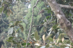 Mecocerculus stictopterus