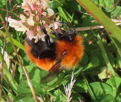 Bombus dahlbomii