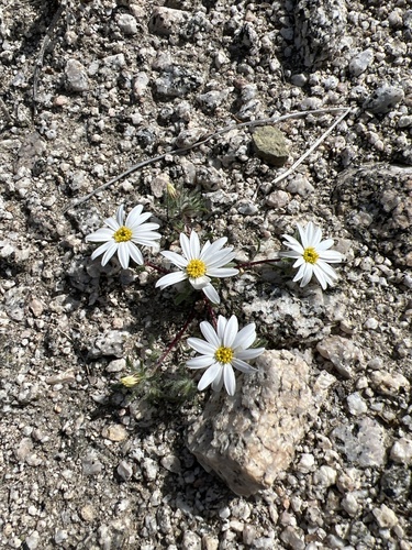 iNaturalist observation photo of Mojave desertstar
