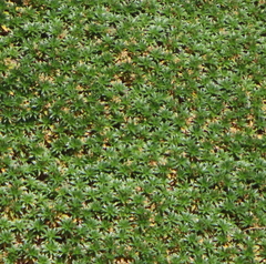 Azorella