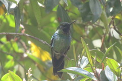 Heliangelus viola