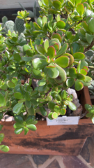 Crassula ovata