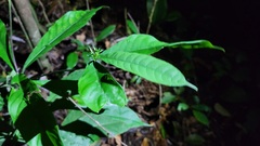 Morinda brachycalyx