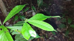 Morinda brachycalyx