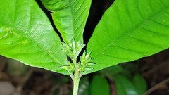 Morinda brachycalyx