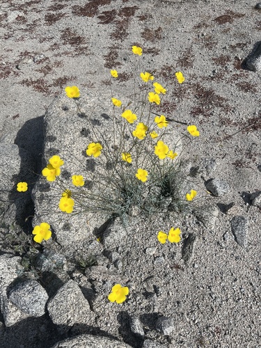 iNaturalist observation photo of goldpoppy
