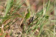 Glyptobothrus