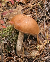 Leccinum vulpinum