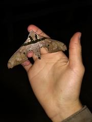 Adhemarius gannascus