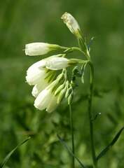 Onosma tanaitica