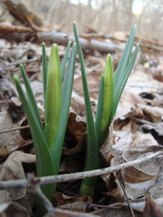 Narcissus