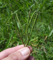 Paspalum notatum