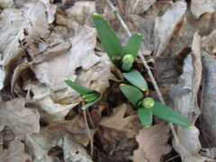 Narcissus