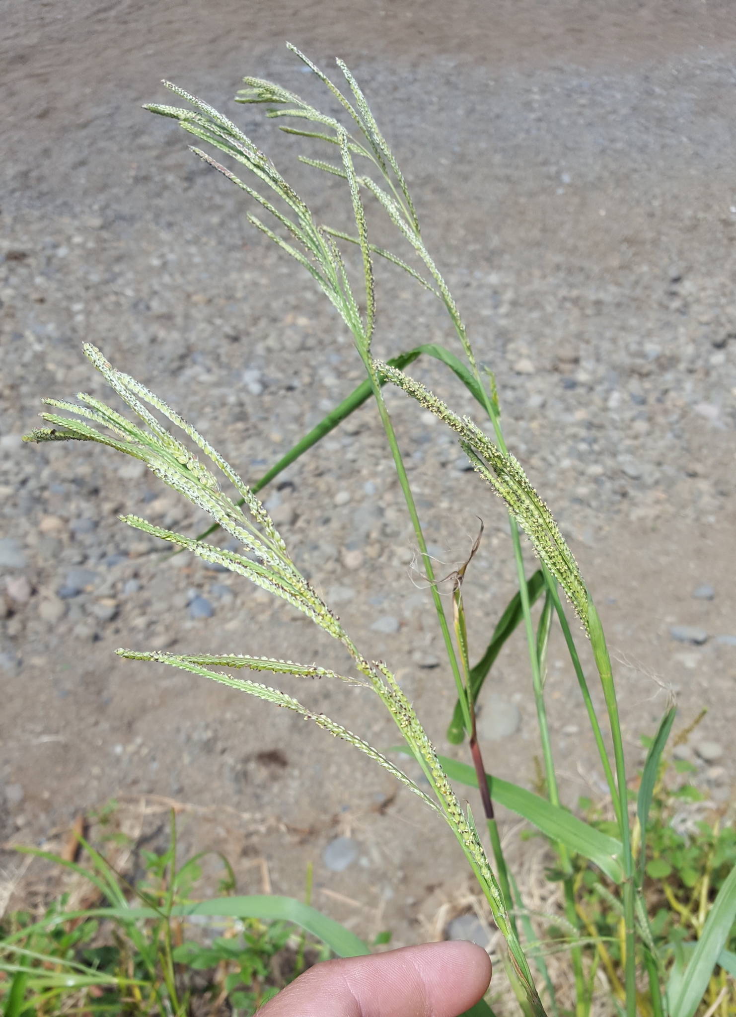 (c) François Rousseu, certains droits réservés (CC BY-NC) https://www.inaturalist.org/observations/149061241