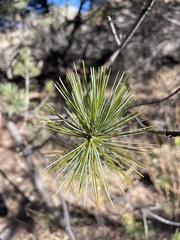 Pinus cembroides
