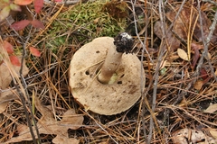 Leccinum vulpinum
