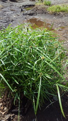 Cyperus aromaticus