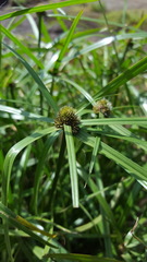 Cyperus aromaticus