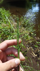 Hemarthria altissima