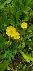Potentilla glaucophylla