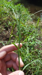 Hemarthria altissima