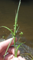 Hemarthria altissima