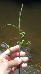 Hemarthria altissima