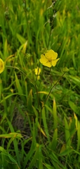 Potentilla glaucophylla