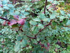 Nothofagus antarctica