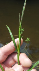 Hemarthria altissima