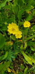 Potentilla glaucophylla