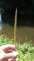Setaria sphacelata