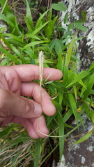 Ischaemum koleostachys