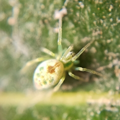 Nigma puella